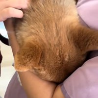 隠れるつくねちゃん