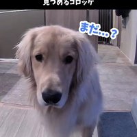 カメラのレンズを覗き込む犬