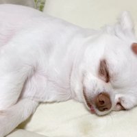 コハクくんの舌を掴んだら？⑩