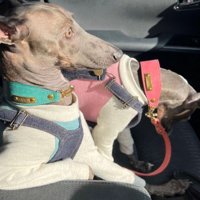 どこかの社長のよう…！