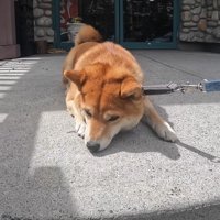 またもやお散歩拒否！
