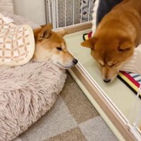 うにちゃん＆きぬ君の日常4