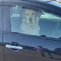 シンバちゃんが運転席に…