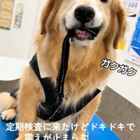 震える大型犬