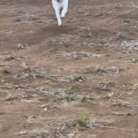 「すでにうちの子です」