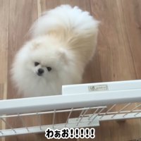 ハプニング発生時のポテチくんとレモンさん4