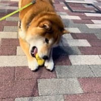 おもちゃを買ってほしいどんちゃん9