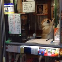 柴犬のシバちゃん！！