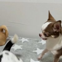 うめちゃんの遊びの誘い方⑩