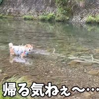 川の中に足を入れて、女性の方を見つめる柴犬