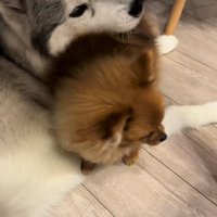 大型犬に甘える小型犬