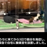 酸素室に横たわる子犬
