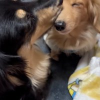 ピースちゃんを舐めるお殿くん