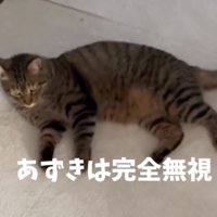 くつろいだままの猫