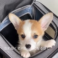 コーギーの子犬、トニくん