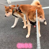 同時に拒否柴モード発動！
