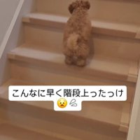 階段を勢いよく登ったり…