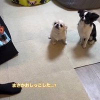嬉ションを疑われる小型犬