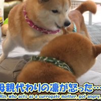 凛ちゃんが怒ってパンチ！