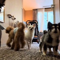 ドアの前に集まる4匹の犬