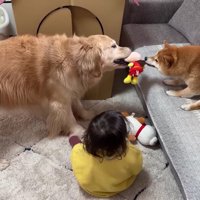 取り合いになった2匹