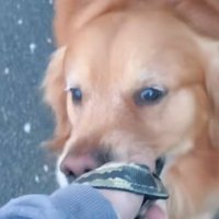 飼い主さんを誘導