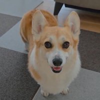 あざと可愛い