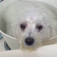 まずはシャンプー
