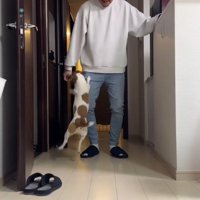 男性に向かってジャンプする犬