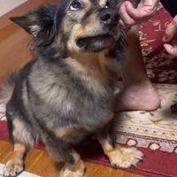 おばあちゃんを見るマックくん2