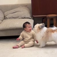 赤ちゃんを見る小太郎くん