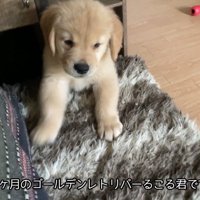 棚の中からひょっこり♪