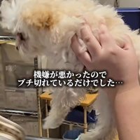 注射後のぱうちゃん8