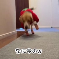 側転からの猛ダッシュ！！