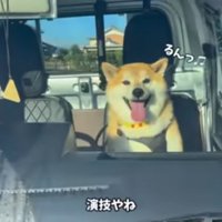 車で帰るおもちくん