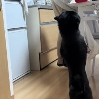 パグとは思えない