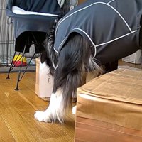 ゴソゴソ