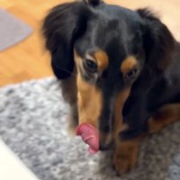 舌を出す犬