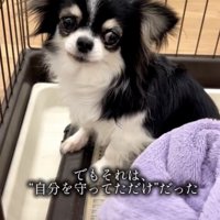 「なにするの…？」