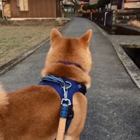 切ない後ろ姿のあお君