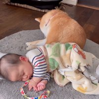 毛づくろいする柴犬
