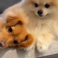 無邪気で愛嬌たっぷり