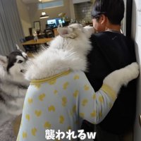 男の子に飛びつくシルバーのハスキー犬
