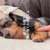 添い寝する犬