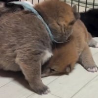 兄弟同士でじゃれ合うことも