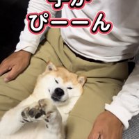 前足を伸ばす犬