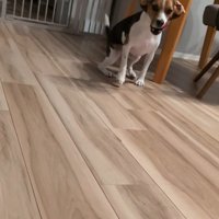 ペルルちゃんの「待て」3