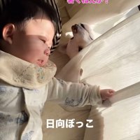 カーテン越しに日向ぼっこする赤ちゃんと犬