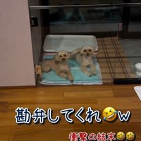まさかの結末に苦笑い！？