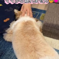 ママにべったりのkokoちゃん